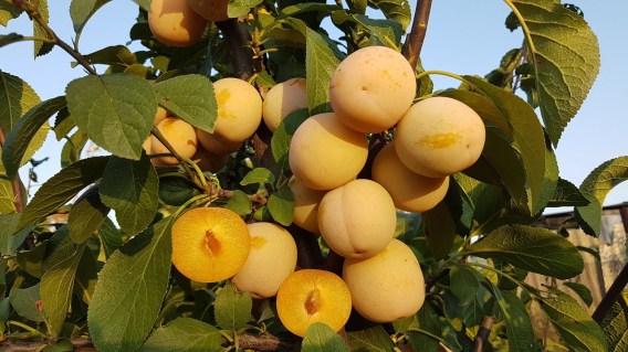 Слива Жовта Афаска [2-річна з відкритим коренем]