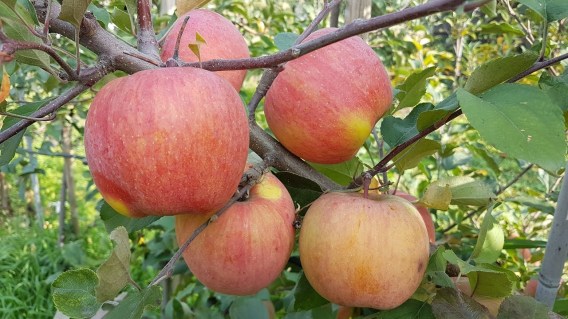 Яблуня Ятака [1-річна з відкритим коренем]