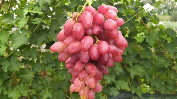 Виноград Басанті
