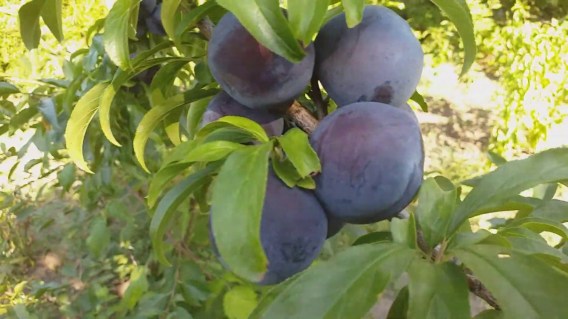 Слива Блек  Амбер (Black Amber) [2-річна з відкритим коренем]