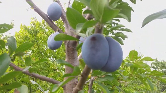 Слива Ненька [2-річна з відкритим коренем]