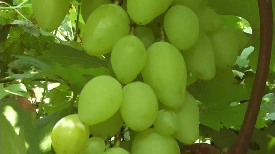 Виноград Простор