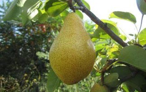 Груша Мілена, Меліна (Mellina) [2-річна з відкритим коренем]