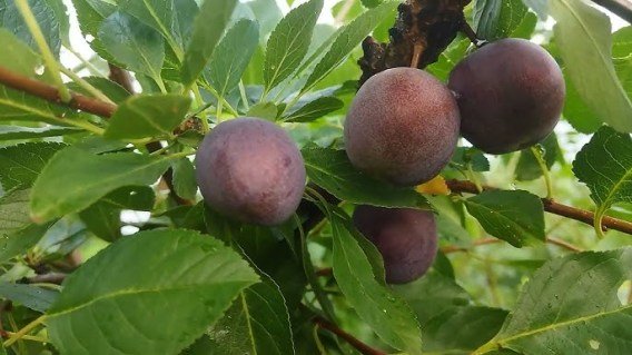 Мейнор (сливово-вишневий гібрид) [2-річний з відкритим коренем]