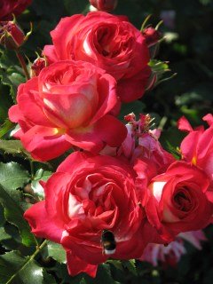 Троянда флорібунда Мидсаммер (Midsummer)