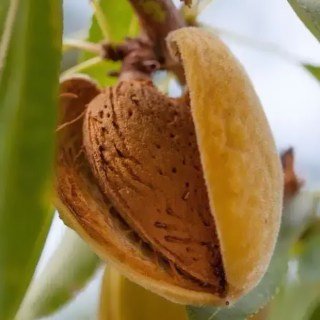 Мигдаль Метеор [1-річний з відкритим коренем]