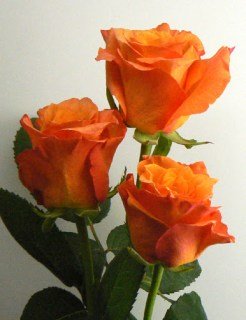 Троянда Мільва