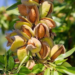 Мигдаль Амаретто [1-річний з відкритим коренем]