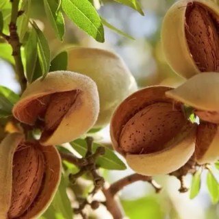 Мигдаль Мілас [1-річний з відкритим коренем]