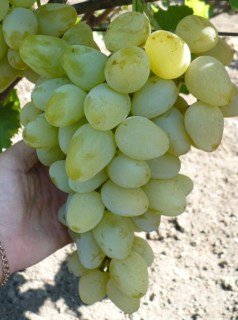 Виноград Монарх