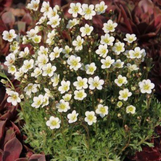 Ломикамінь Арендса білий