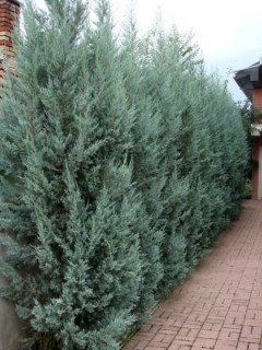 mozhzhevelnik_skalnyy_munglou_1