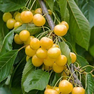 Вишня жовта Мрія Імператора (Emperor`s Dreams) [2-річний з відкритим коренем]