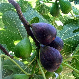 Інжир Муасон (чорний кримський)