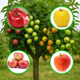 Багатосортова яблуня: Ред Мун, Голден Делішес, Діскавері, Чемпіон