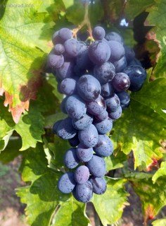 Виноград Мускат Гамбургський