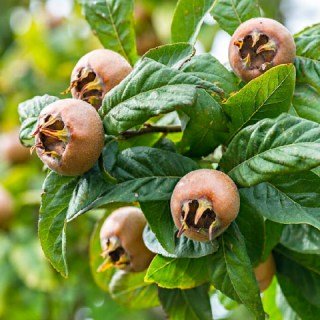 Мушмула німецька Вестервельд (Mespilus germanica Westerveld) [1-річна з відкритим коренем]