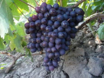 muskat-novoshahtinskij-300x225-1