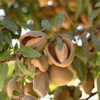 Мигдаль Делон [1-річний з відкритим коренем]