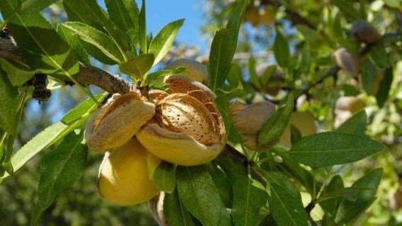 Мигдаль Белона (Bel­ona) [1-річний з відкритим коренем]