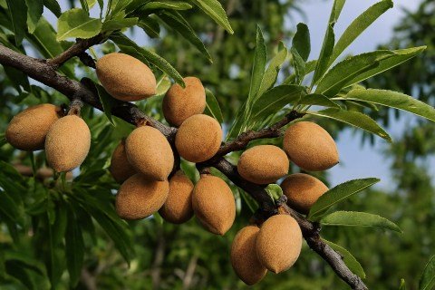 Мигдаль Єременський [1-річний з відкритим коренем]