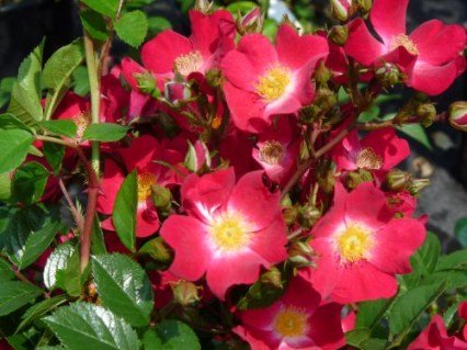 Роза Міка (Myka)