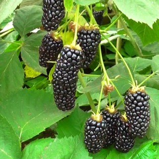 Ожина Натчез