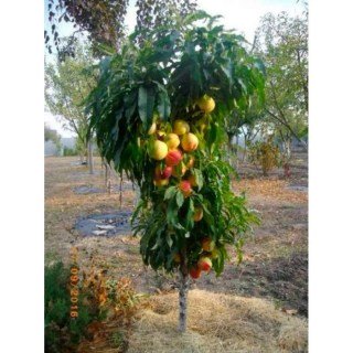 nektarin-kolonovidnij-roman-01