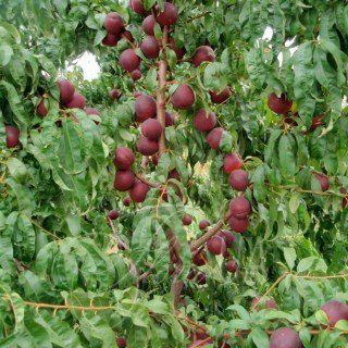 nektirin_rubinovyy_8-01