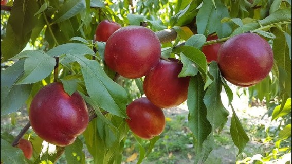 Нектарин Рубіновий 8 [2-річний з відкритим коренем]