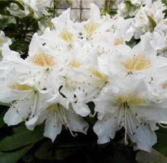 Рододендрон (азалія японська) Nene (Rhododendron obtusum 'Nene')