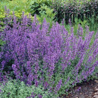 Котовник Фассена (Nepeta × faassenii)