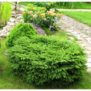 Ялина Нідіформіс [15см, контейнер 1,5л]