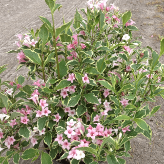 nm6buidfdzll5b6vp6saxn8ntdx6bjv5