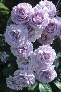 Троянда флорібунда Новаліс (Novalis)