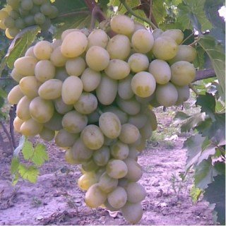Виноград Новий Подарунок Запоріжжю