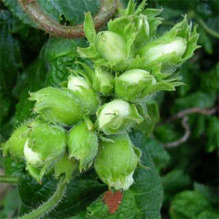 Фундук Вебба Цінний [2-річний з відкритим коренем]