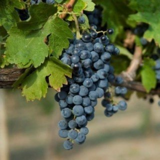 Виноград Одеський чорний (Аліберне)