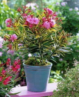 oleander-Splendens_Foliis_Variegatum_01