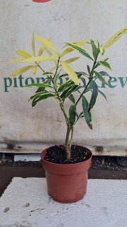 Реальні фото наших саджанців Олеандр Блискучий Ряболистий 1л