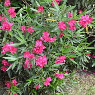 Олеандр Клаудіа (Claudia)