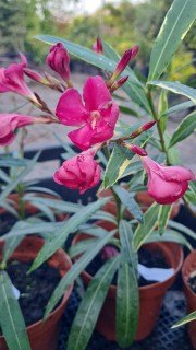 Реальне фото наших саджанців Олеандр Claudia 1л