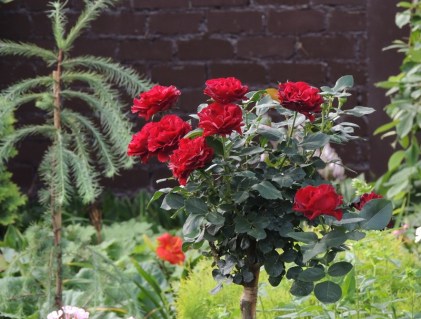 Троянда на штамбі Омаж а Барбара (Hommage a Barbara)
