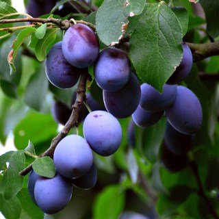 Слива Онеїда (Енеїда, Oneida) [2-річна з відкритим коренем]