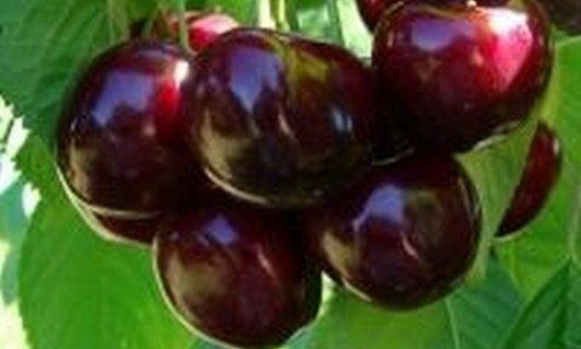 opisanie_sortov_chereshni