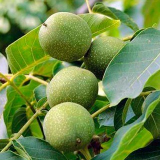 Грецький горіх Ідеал (сіянець) [2-річний, 50см з відкритим коренем]