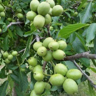 oreh-gretskiy-ideal-02