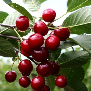 Вишня Пам'яті Вавілова [2-річний з відкритим коренем]