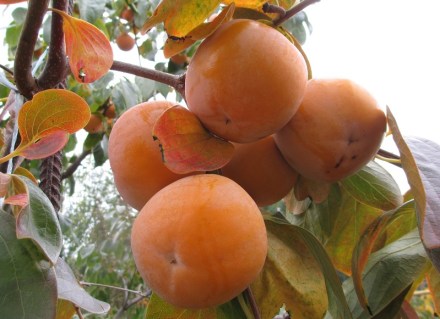 Хурма сорт Пам'яті Черняева  [2-річна в контейнері 5л.]