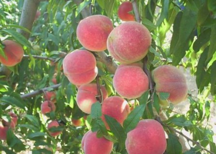 Персик Кондор [1-річний з відкритим коренем]